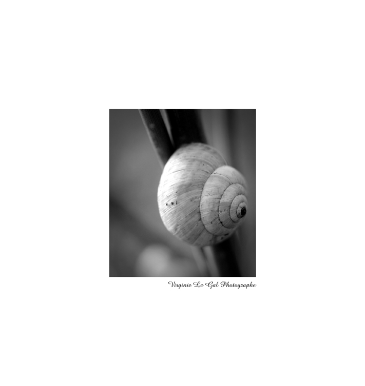 Petit escargot